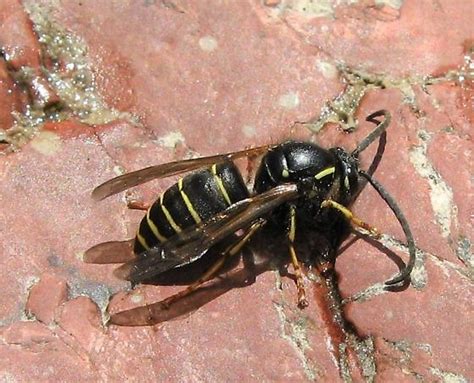 Wasp on the Rocks – Ant.